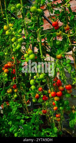 Tomaten, die im Spätsommer im Gewächshaus Reifen, einschließlich Gardener`s Delight und Alicante. Stockfoto